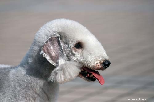Discover the 10 Most Unusual Dog Breeds Around the World