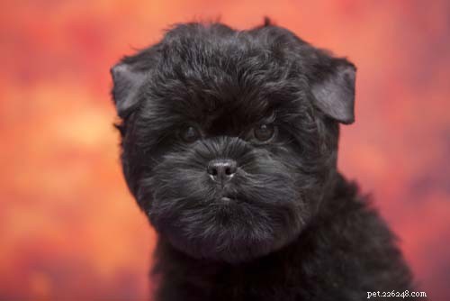 Discover the 10 Most Unusual Dog Breeds Around the World