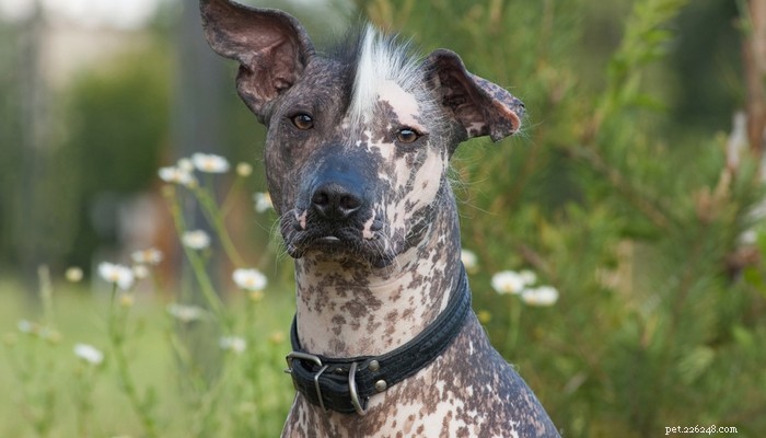 Discover the 10 Most Unusual Dog Breeds Around the World