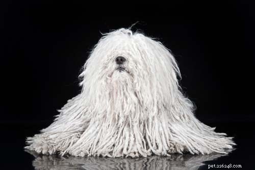 Discover the 10 Most Unusual Dog Breeds Around the World