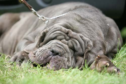 Discover the 10 Most Unusual Dog Breeds Around the World