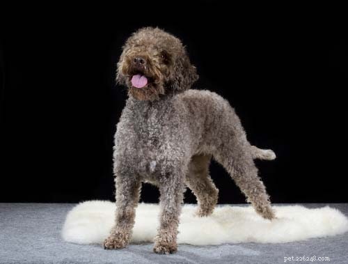 Discover the 10 Most Unusual Dog Breeds Around the World