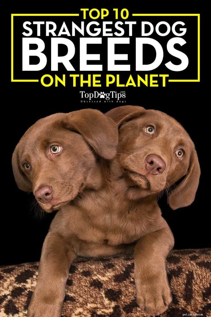 Discover the 10 Most Unusual Dog Breeds Around the World