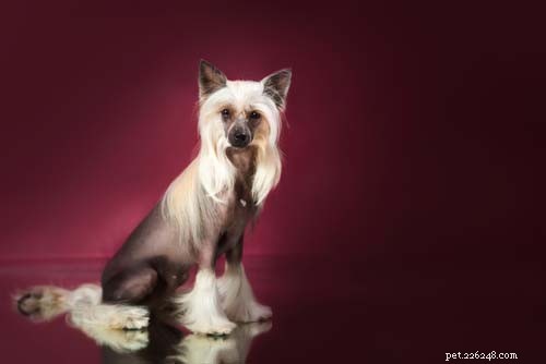 Discover the 10 Most Unusual Dog Breeds Around the World