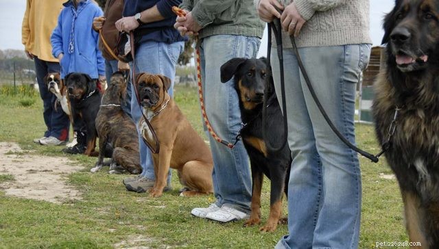19 Highly Trainable Dog Breeds for a Harmonious Home