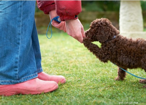19 Highly Trainable Dog Breeds for a Harmonious Home