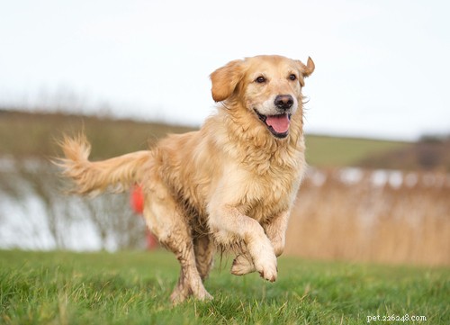 19 Highly Trainable Dog Breeds for a Harmonious Home