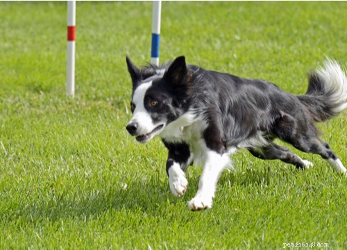 19 Highly Trainable Dog Breeds for a Harmonious Home