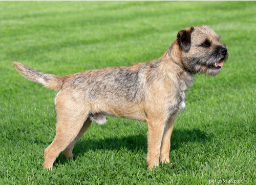 19 Highly Trainable Dog Breeds for a Harmonious Home