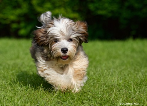 19 Highly Trainable Dog Breeds for a Harmonious Home