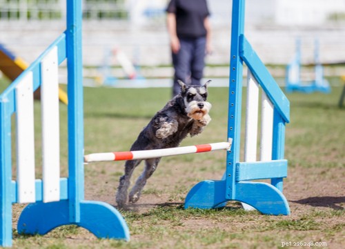 19 Highly Trainable Dog Breeds for a Harmonious Home