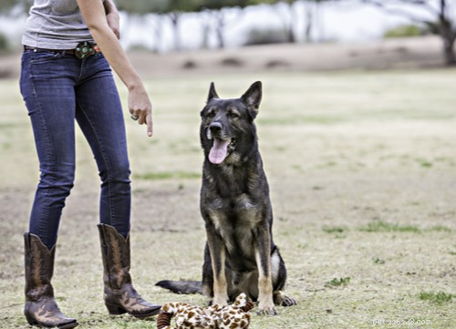 19 Highly Trainable Dog Breeds for a Harmonious Home