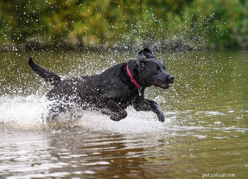 19 Highly Trainable Dog Breeds for a Harmonious Home