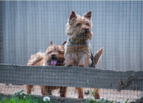 19 Highly Trainable Dog Breeds for a Harmonious Home
