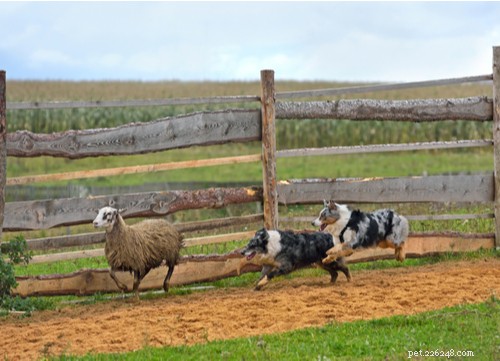 19 Highly Trainable Dog Breeds for a Harmonious Home