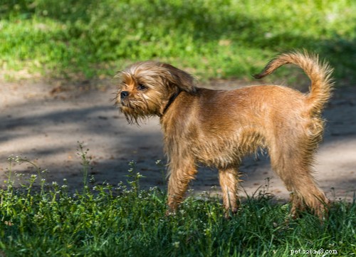 19 Highly Trainable Dog Breeds for a Harmonious Home