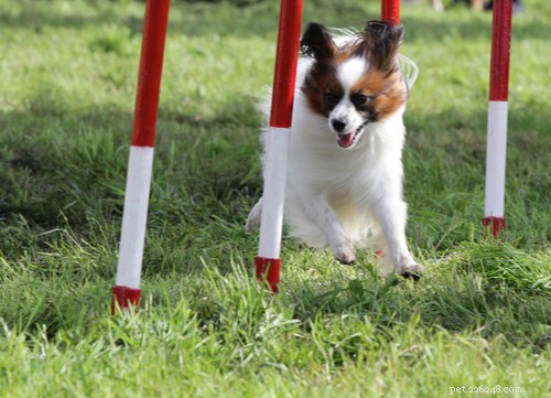 19 Highly Trainable Dog Breeds for a Harmonious Home