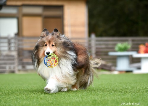 19 Highly Trainable Dog Breeds for a Harmonious Home