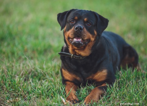 19 Highly Trainable Dog Breeds for a Harmonious Home
