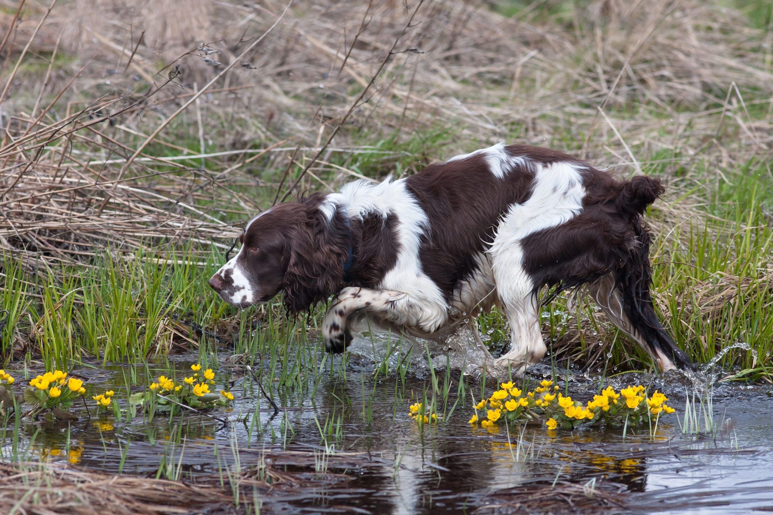 19 Highly Trainable Dog Breeds for a Harmonious Home