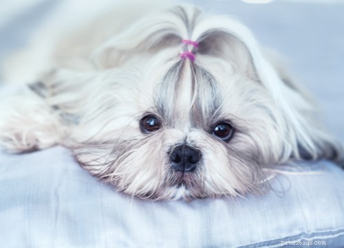 Shih Tzu Dog Breed: The Complete Expert Guide