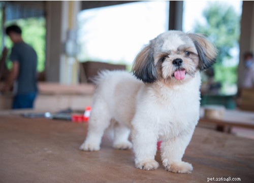Shih Tzu Dog Breed: The Complete Expert Guide