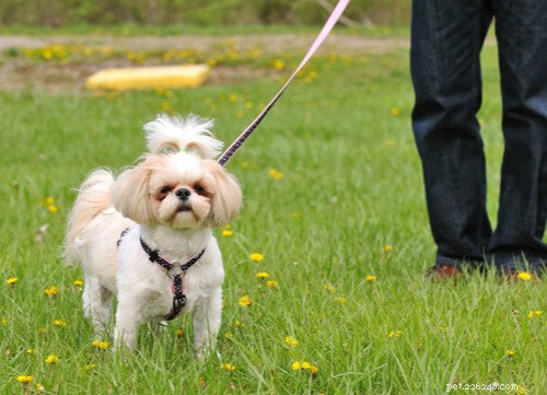 Shih Tzu Dog Breed: The Complete Expert Guide