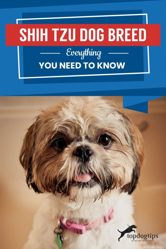 Shih Tzu Dog Breed: The Complete Expert Guide