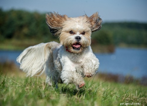 Shih Tzu Dog Breed: The Complete Expert Guide