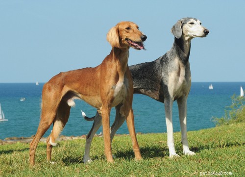 The Saluki Dog Breed: History, Traits, and Family Suitability