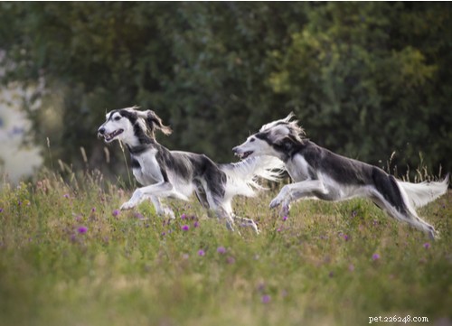 The Saluki Dog Breed: History, Traits, and Family Suitability