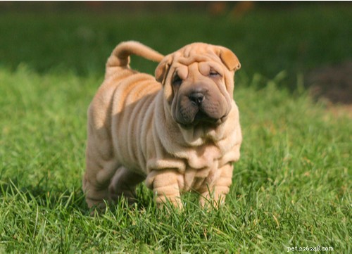 Top 12 Chinese Dog Breeds: History, Traits, and Popularity