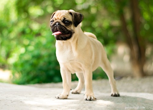 Top 12 Chinese Dog Breeds: History, Traits, and Popularity