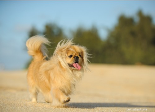 Top 12 Chinese Dog Breeds: History, Traits, and Popularity