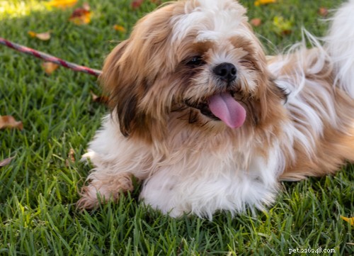 Top 12 Chinese Dog Breeds: History, Traits, and Popularity