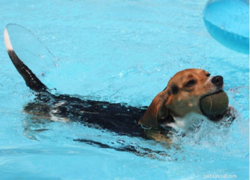 Pocket Beagle Dogs: The Complete Guide to This Rare Breed