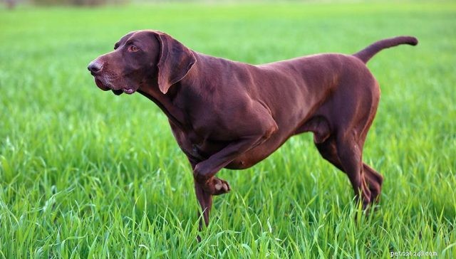 Top 9 Brown Dog Breeds for Every Lifestyle