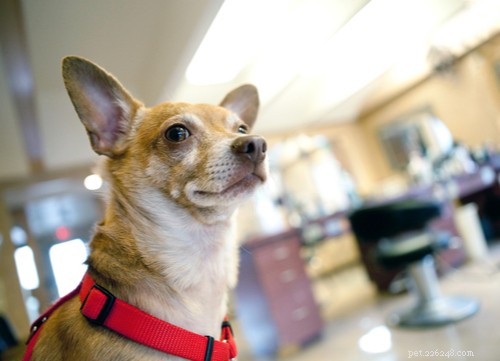 Top 9 Brown Dog Breeds for Every Lifestyle