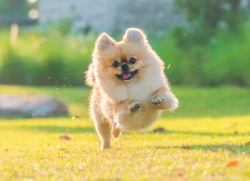 Top 9 Brown Dog Breeds for Every Lifestyle