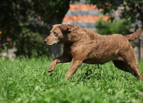 Top 9 Brown Dog Breeds for Every Lifestyle