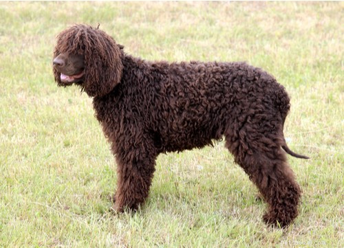 Top 9 Brown Dog Breeds for Every Lifestyle