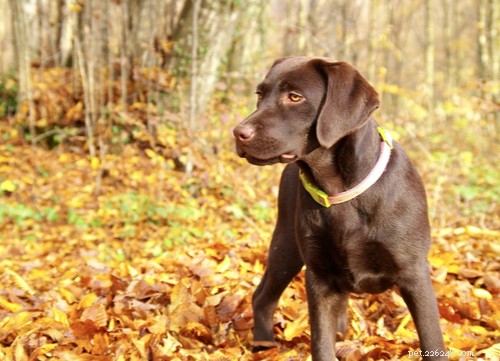 Top 9 Brown Dog Breeds for Every Lifestyle