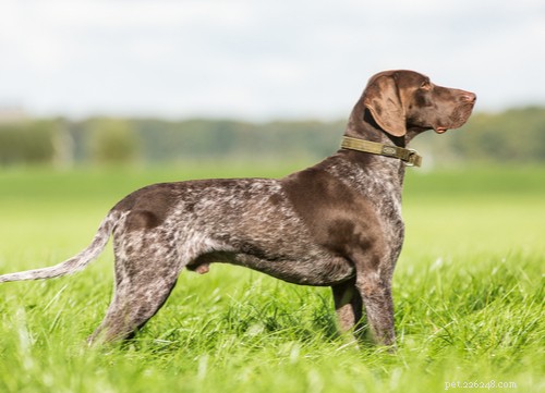 Top 9 Brown Dog Breeds for Every Lifestyle
