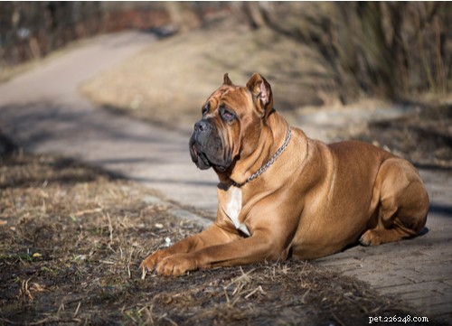 Top 9 Brown Dog Breeds for Every Lifestyle