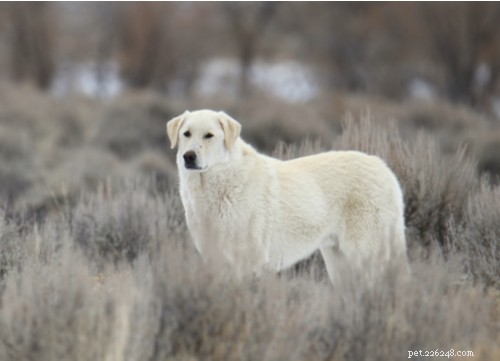 Top 10 Majestic Big White Fluffy Dog Breeds