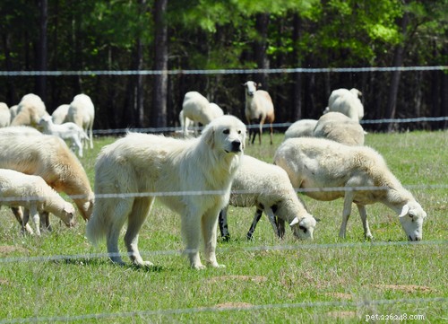 Top 10 Majestic Big White Fluffy Dog Breeds