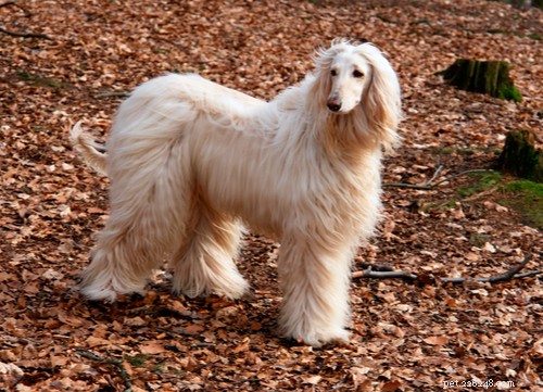 Top 10 Majestic Big White Fluffy Dog Breeds