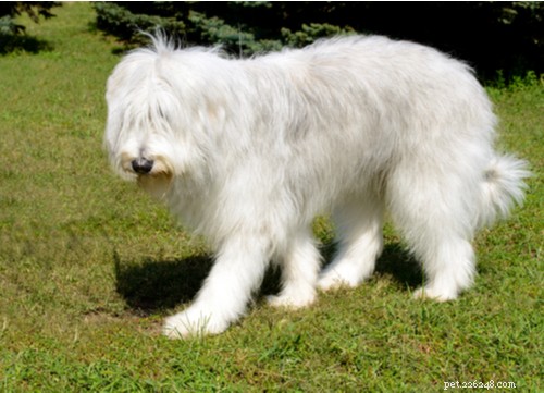 Top 10 Majestic Big White Fluffy Dog Breeds