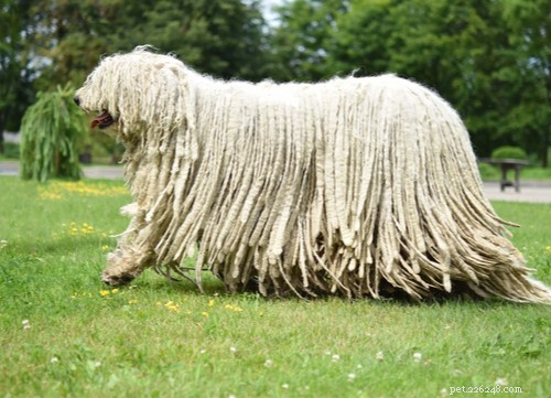 Top 10 Majestic Big White Fluffy Dog Breeds