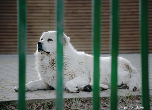 Top 10 Majestic Big White Fluffy Dog Breeds